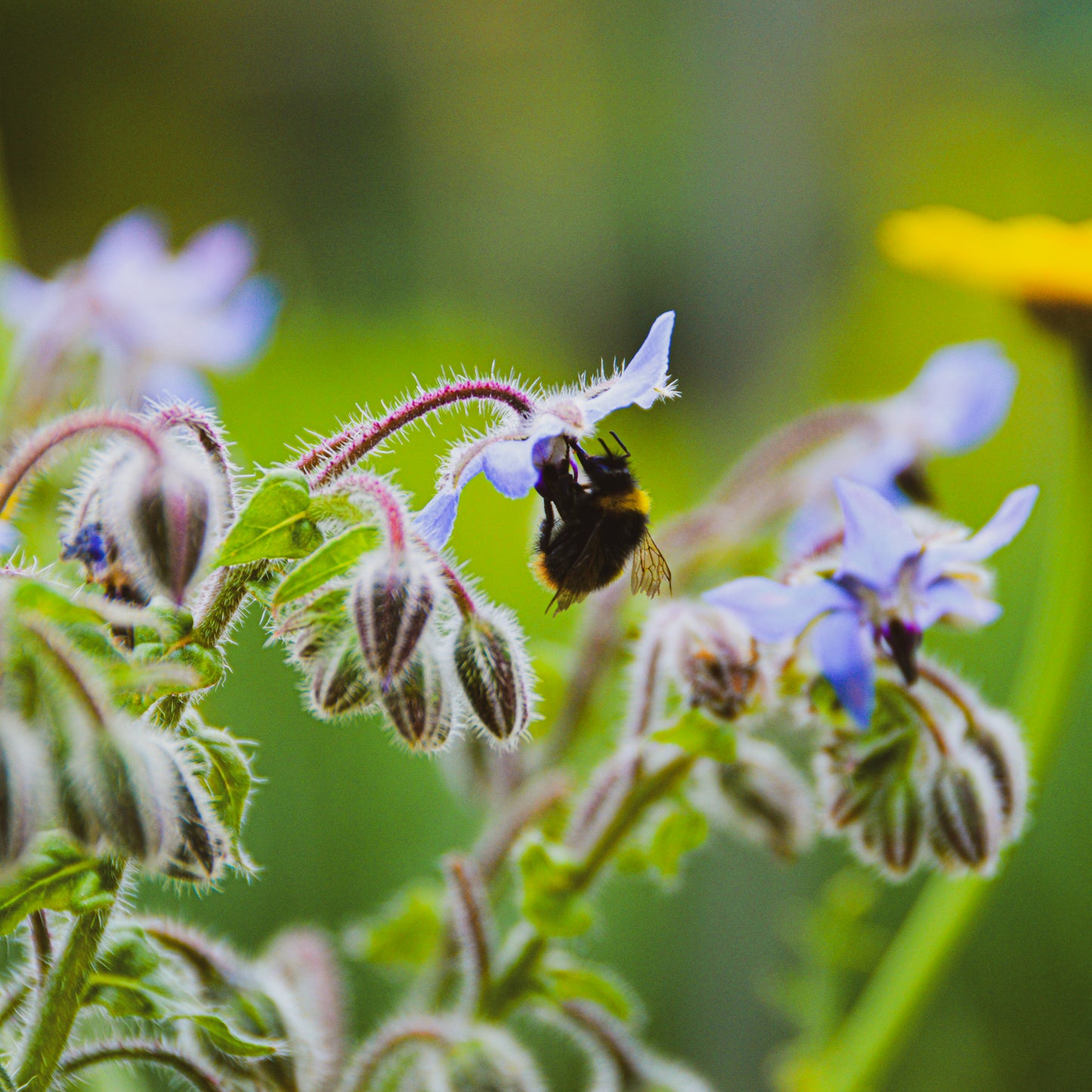 Borage honey