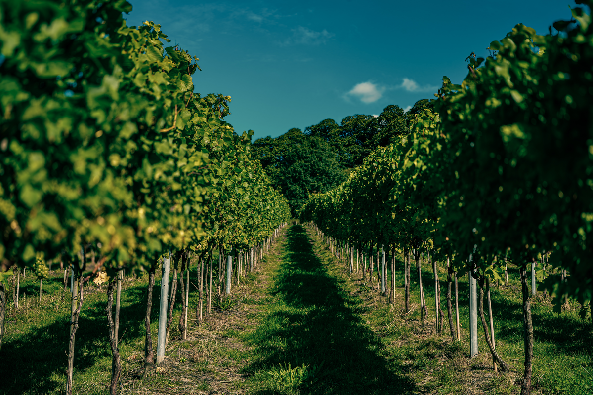 Ragstone Ridge Ragstone Ridge Wine