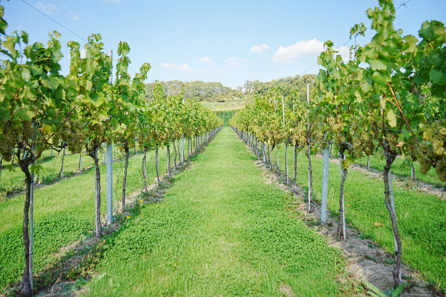 Open Days 24th and 25th May