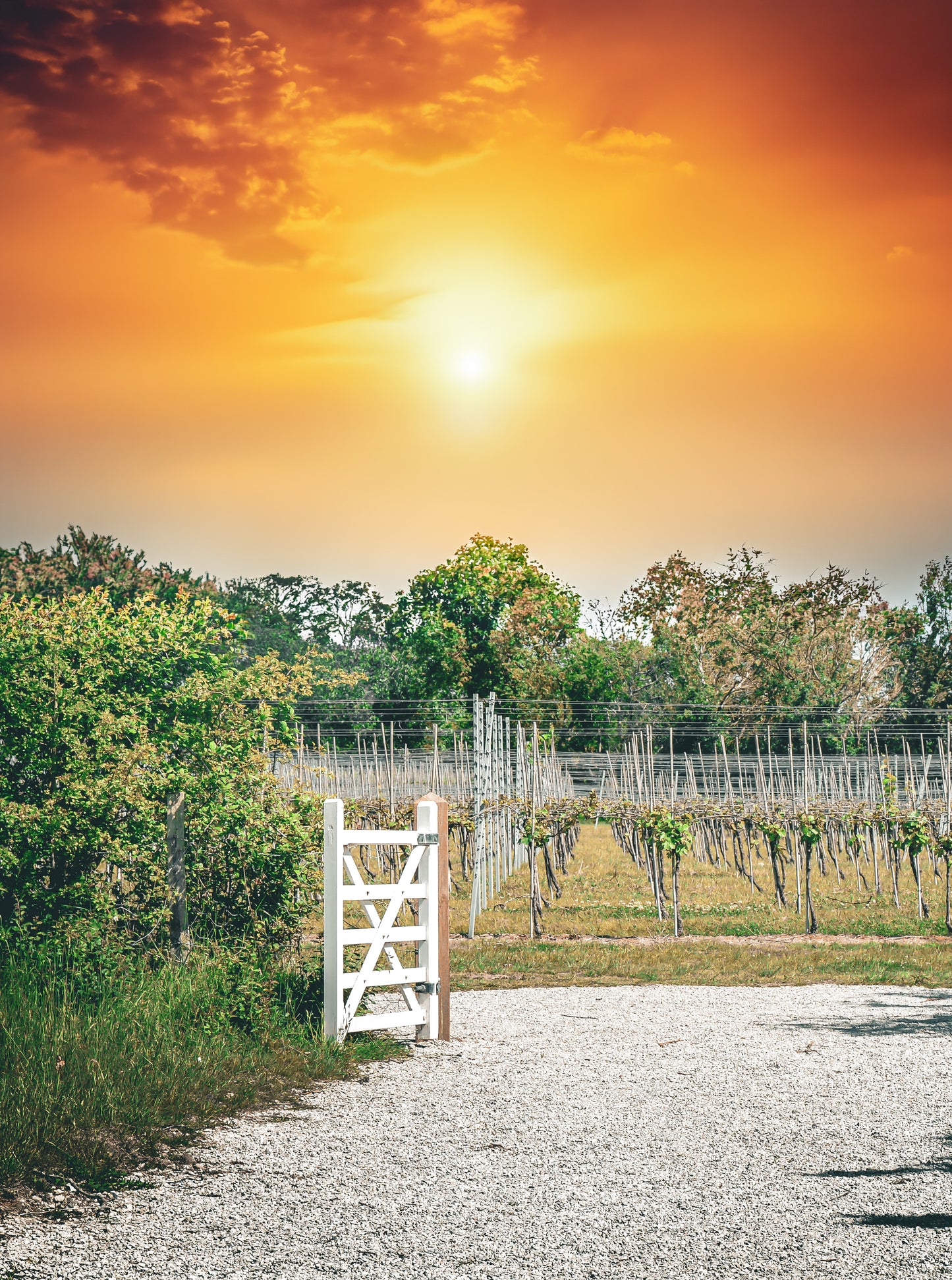 Sundowners Evening 4th July - Admission Only Ticket